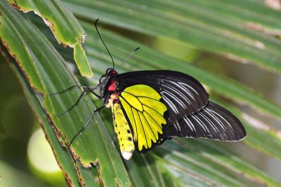 珠光裳鳳蝶 Troides magellanus sonani 雄蟲