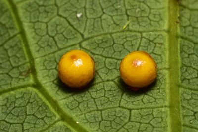 珠光裳鳳蝶 Troides magellanus sonani