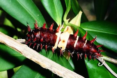 珠光裳鳳蝶 Troides magellanus sonani
