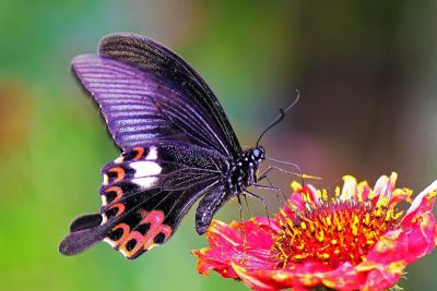 白紋鳳蝶 Papilio helenus fortunius 雄蟲