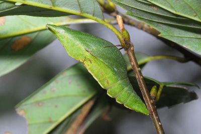 穹翠鳳蝶 Papilio dialis tatsuta