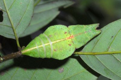 穹翠鳳蝶 Papilio dialis tatsuta