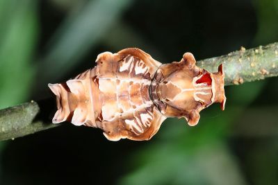 Pachliopta aristolochiae interposita
