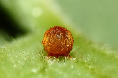 Pachliopta aristolochiae interposita
