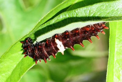 Pachliopta aristolochiae interposita