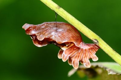 Pachliopta aristolochiae interposita