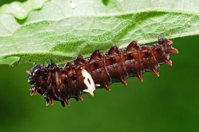 Pachliopta aristolochiae interposita