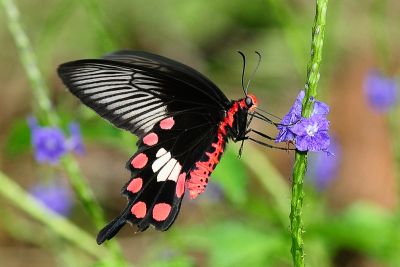 Pachliopta aristolochiae interposita 雌蟲