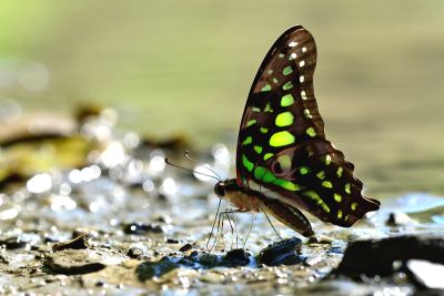 翠斑青鳳蝶 Graphium agamemnon 雄蟲