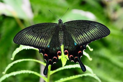 翠鳳蝶蘭嶼亞種 Papilio bianor kotoensis 雌蟲