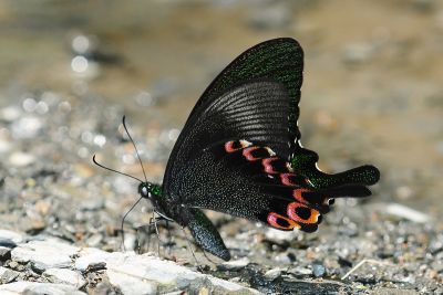 臺灣琉璃翠鳳蝶 Papilio hermosanus 雄蟲