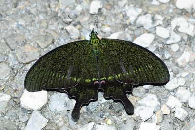 臺灣琉璃翠鳳蝶 Papilio hermosanus 雄蟲