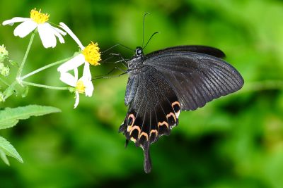 臺灣琉璃翠鳳蝶 Papilio hermosanus 雄蟲