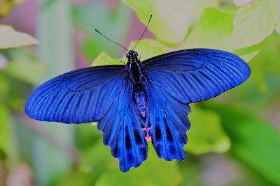 臺灣鳳蝶 Papilio thaiwanus 雄蟲