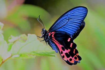 臺灣鳳蝶 Papilio thaiwanus 雄蟲