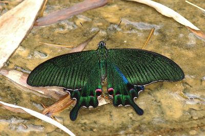 雙環翠鳳蝶 Papilio hopponis 雌蟲