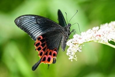 雙環翠鳳蝶 Papilio hopponis 雌蟲