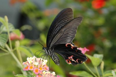 黑鳳蝶 Papilio protenor protenor 雌蟲