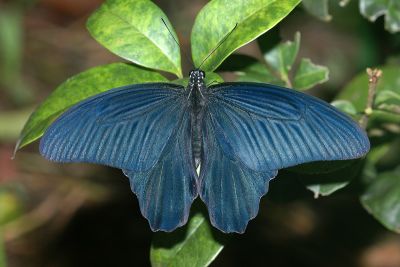 黑鳳蝶 Papilio protenor protenor 雄蟲