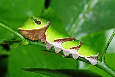 黑鳳蝶 Papilio protenor protenor