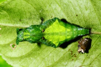 黑鳳蝶 Papilio protenor protenor