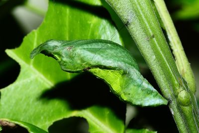黑鳳蝶 Papilio protenor protenor