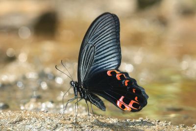 黑鳳蝶 Papilio protenor protenor 雄蟲