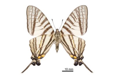 Pazala eurous asakurae 雄蟲