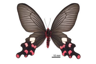 多姿麝鳳蝶 Byasa polyeuctes termessus 雌蟲