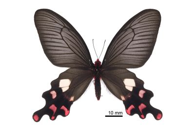 多姿麝鳳蝶 Byasa polyeuctes termessus 雌蟲