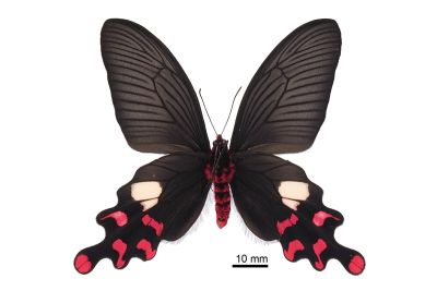 多姿麝鳳蝶 Byasa polyeuctes termessus 雄蟲