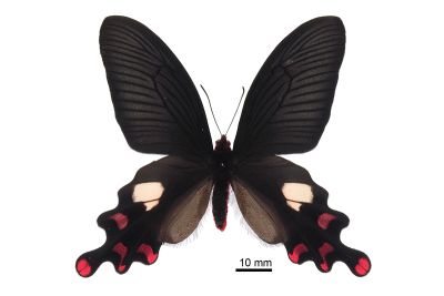 多姿麝鳳蝶 Byasa polyeuctes termessus 雄蟲
