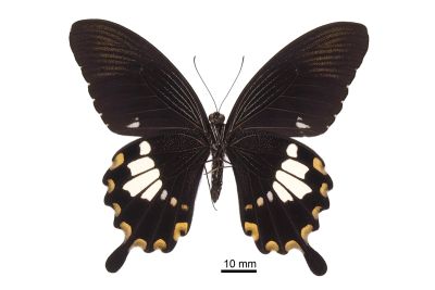 大白紋鳳蝶 Papilio nephelus chaonulus 雄蟲