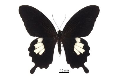 大白紋鳳蝶 Papilio nephelus chaonulus 雄蟲