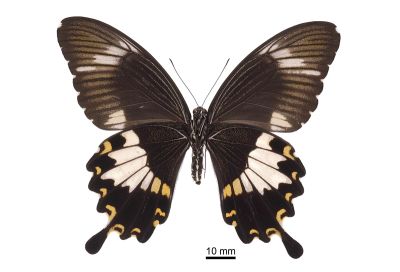 大白紋鳳蝶 Papilio nephelus chaonulus 雌蟲