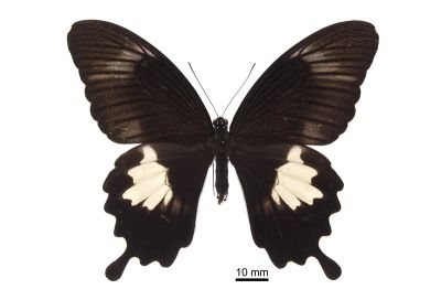 大白紋鳳蝶 Papilio nephelus chaonulus 雌蟲