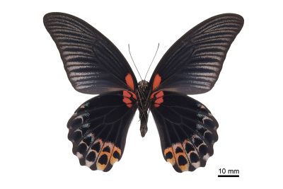 大鳳蝶 Papilio memnon heronus 雄蟲