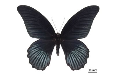 大鳳蝶 Papilio memnon heronus 雄蟲