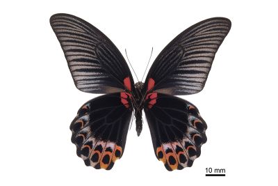 大鳳蝶 Papilio memnon heronus 雄蟲