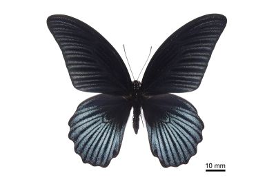大鳳蝶 Papilio memnon heronus 雄蟲