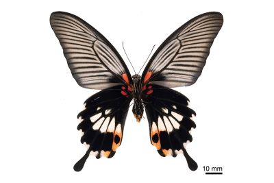 大鳳蝶 Papilio memnon heronus 雌蟲