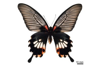 大鳳蝶 Papilio memnon heronus 雌蟲