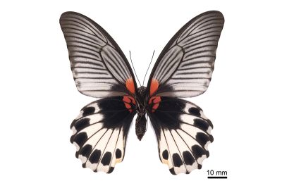 大鳳蝶 Papilio memnon heronus 雌蟲