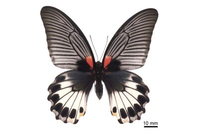 大鳳蝶 Papilio memnon heronus 雌蟲