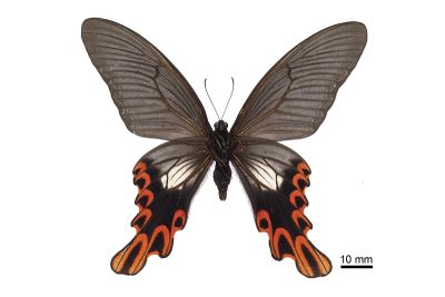 臺灣寬尾鳳蝶 Papilio maraho 雄蟲