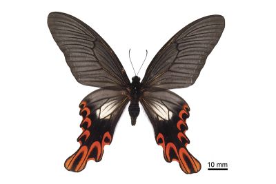 臺灣寬尾鳳蝶 Papilio maraho 雄蟲