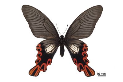 臺灣寬尾鳳蝶 Papilio maraho 雌蟲