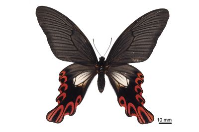 臺灣寬尾鳳蝶 Papilio maraho 雌蟲