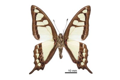 寬帶青鳳蝶 Graphium cloanthus kuge 雄蟲