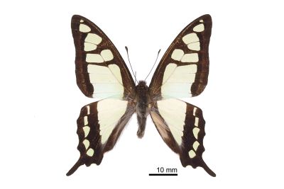 寬帶青鳳蝶 Graphium cloanthus kuge 雄蟲